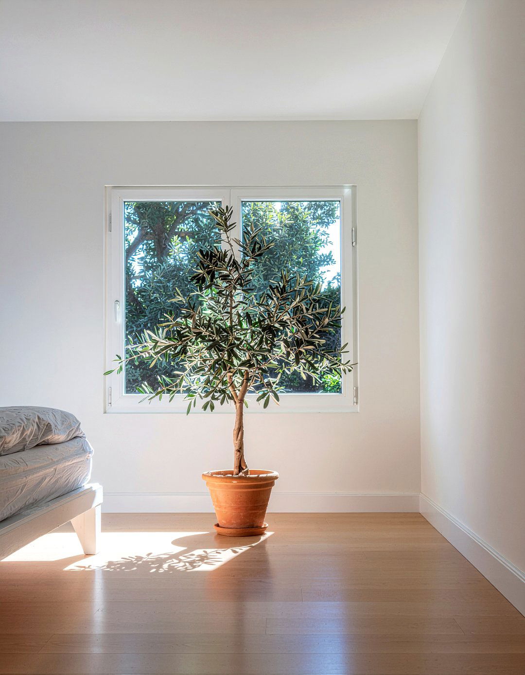 Indoor Olive Tree - 30 Tuscan bedroom ideas