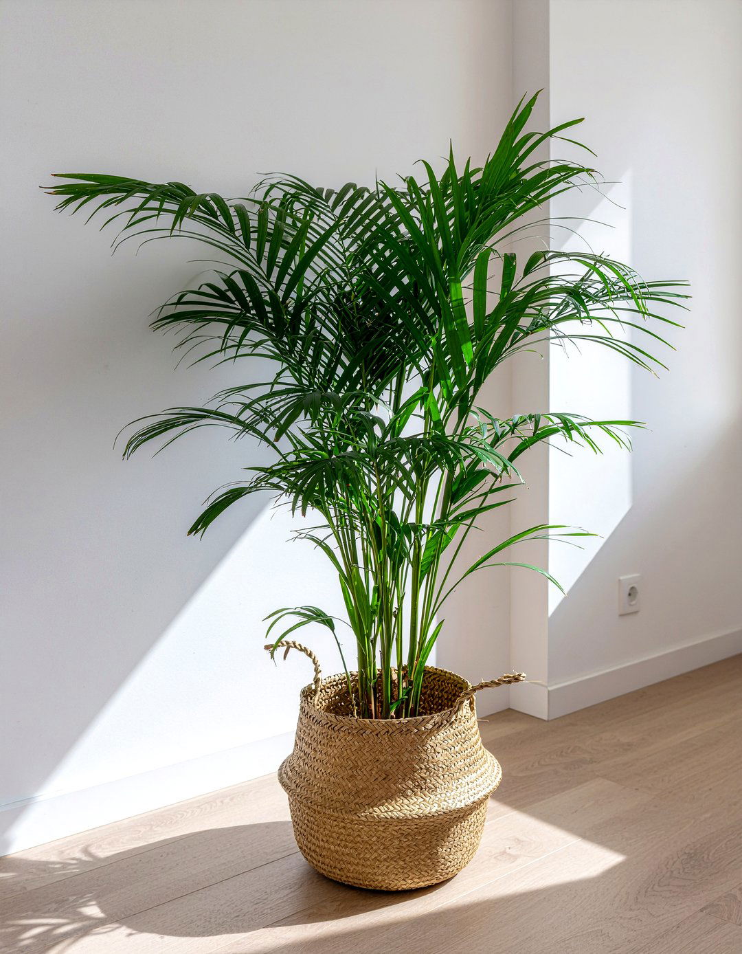 Indoor Palm Tree - 30 tropical bedroom ideas