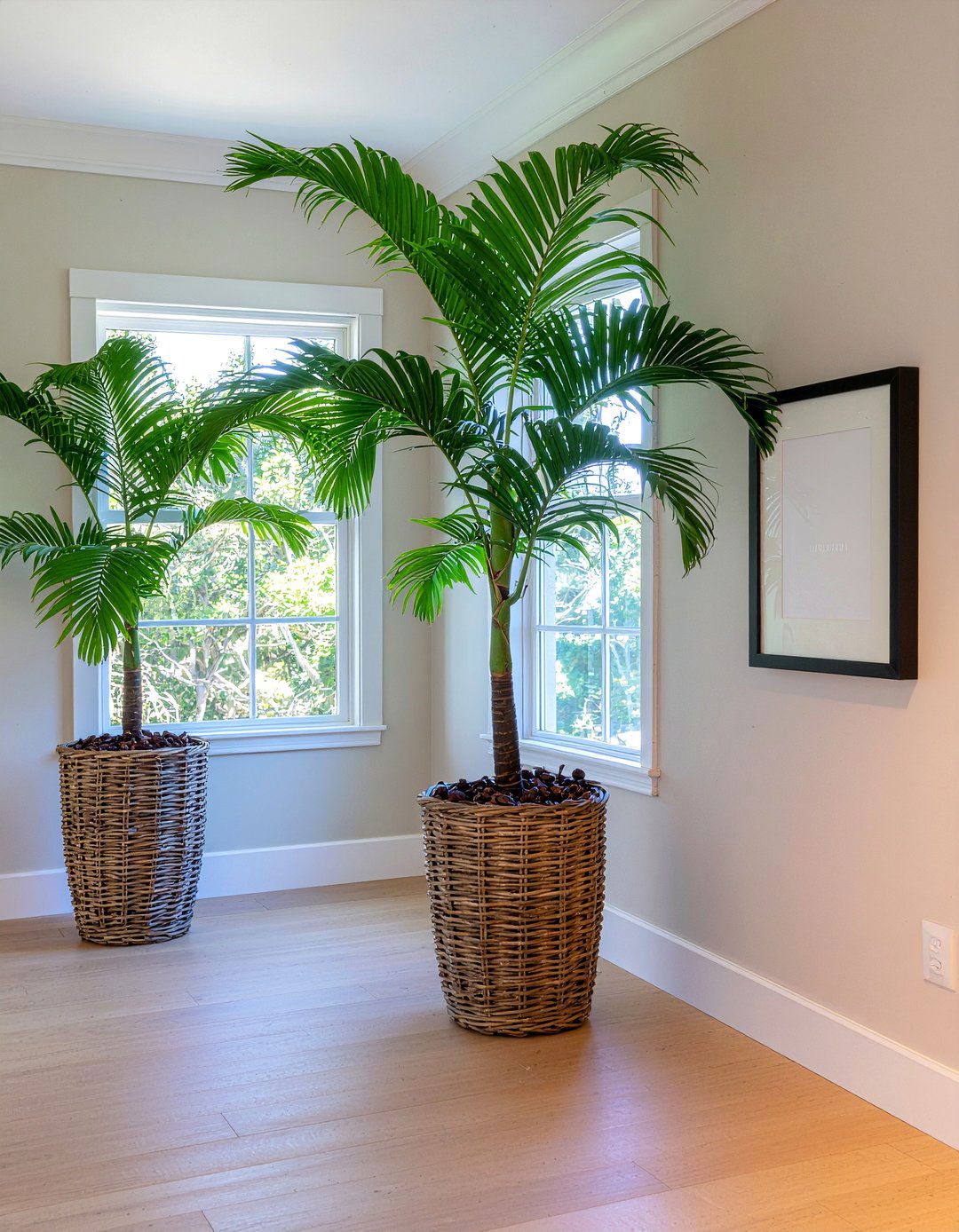 Indoor Palm Trees - 30 Caribbean dining room ideas