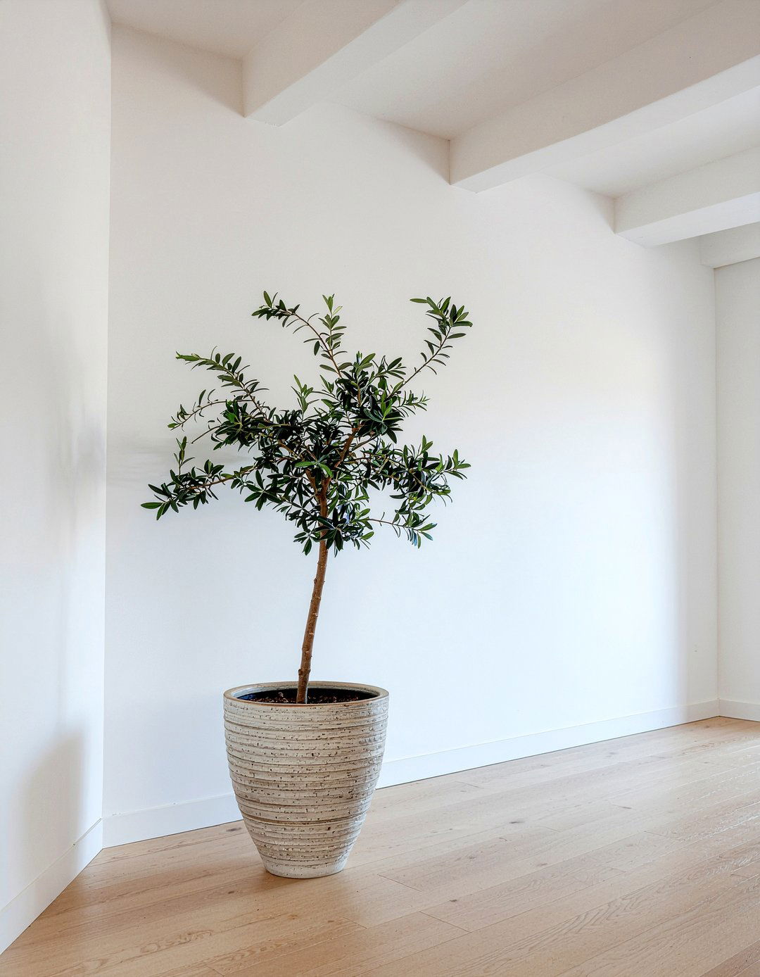 Indoor Tree Decoration - 30 grand living room ideas