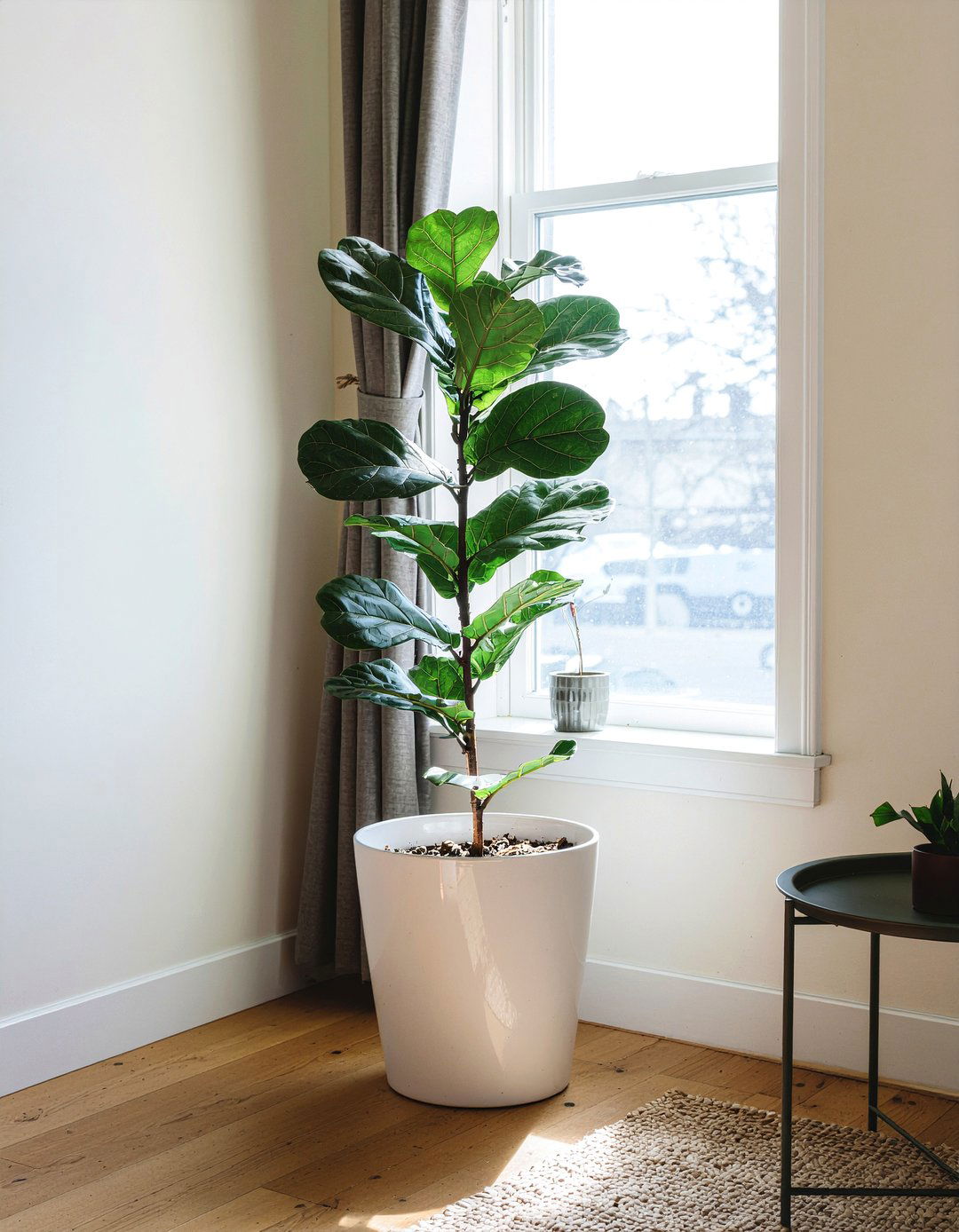 Indoor floor plants - 30 renter living room ideas