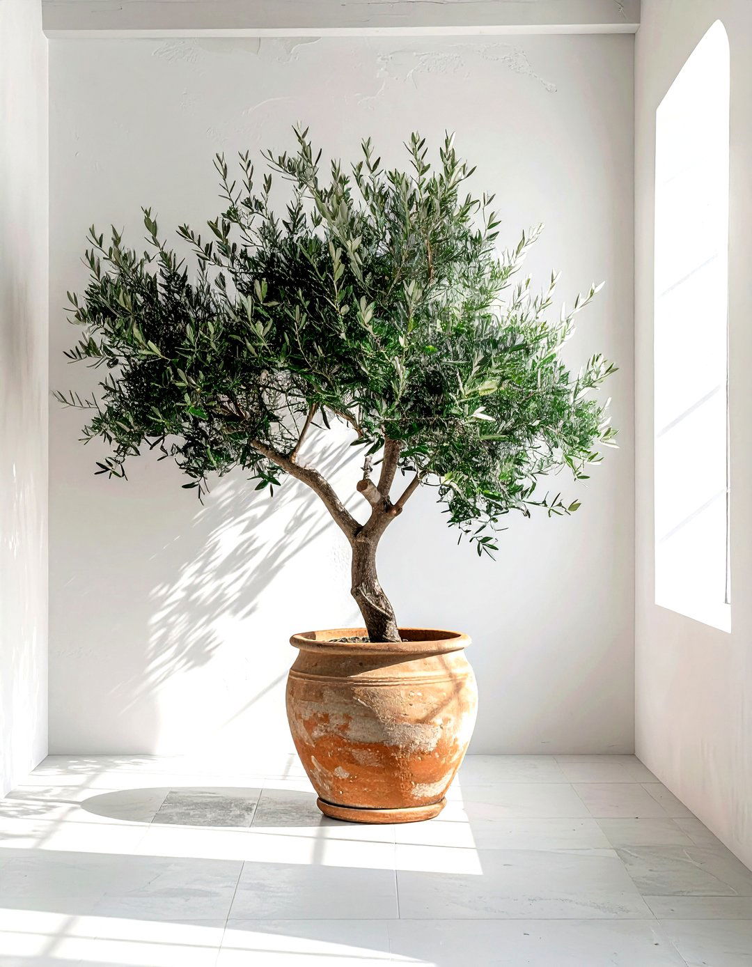 Indoor olive tree - 30 decor enhancement ideas