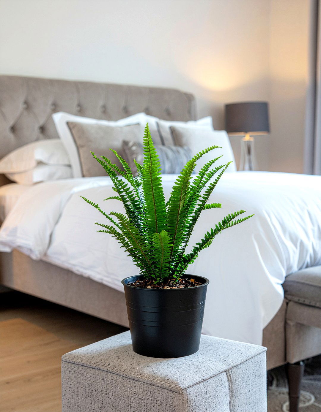 Kimberly Queen Fern - 30 bedroom air purifying plants