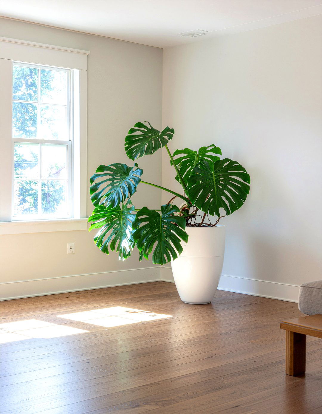 Large Monstera Deliciosa Corner - 30 living room monstera ideas