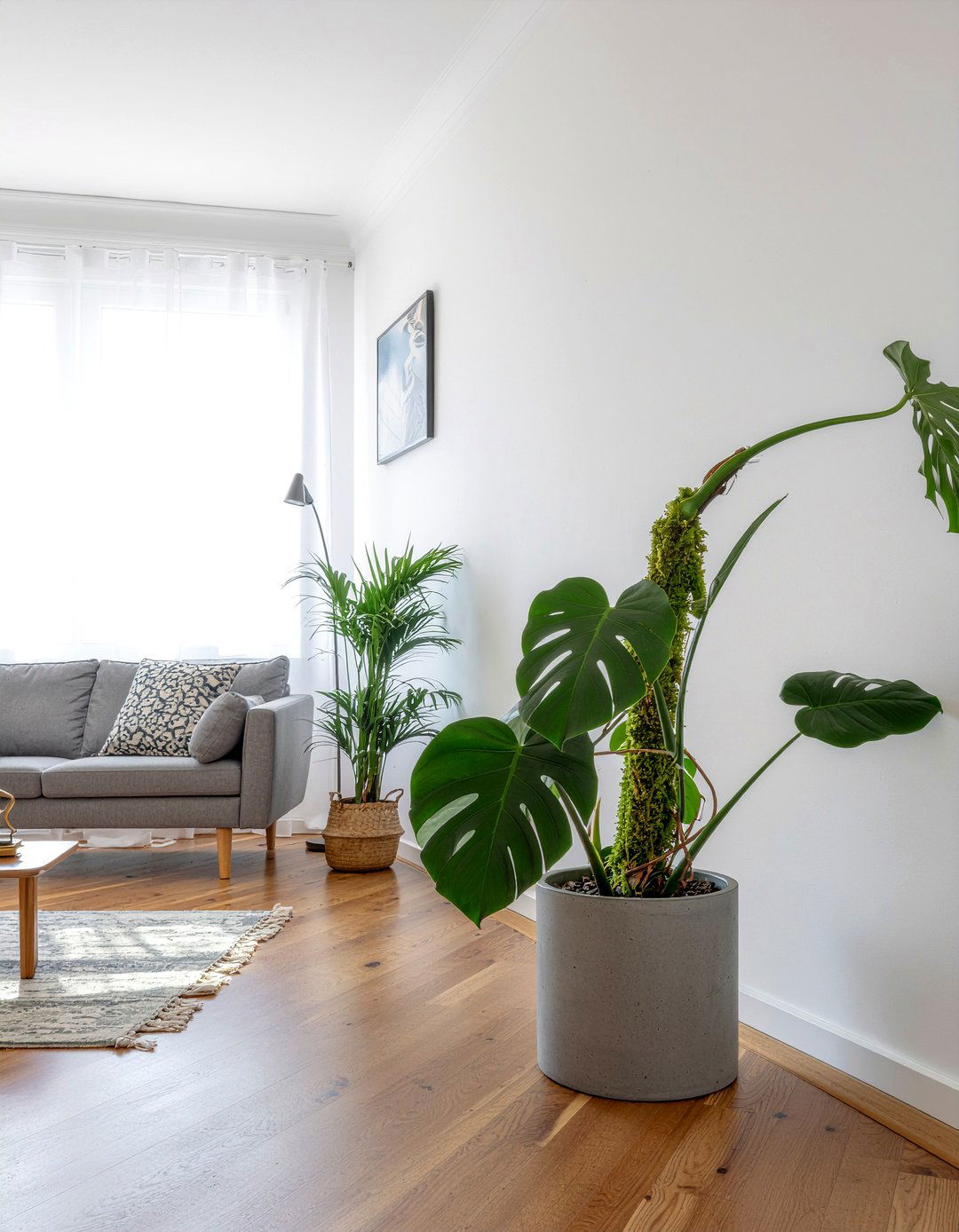 Large Pothos Floor Plant - 30 living room pothos ideas