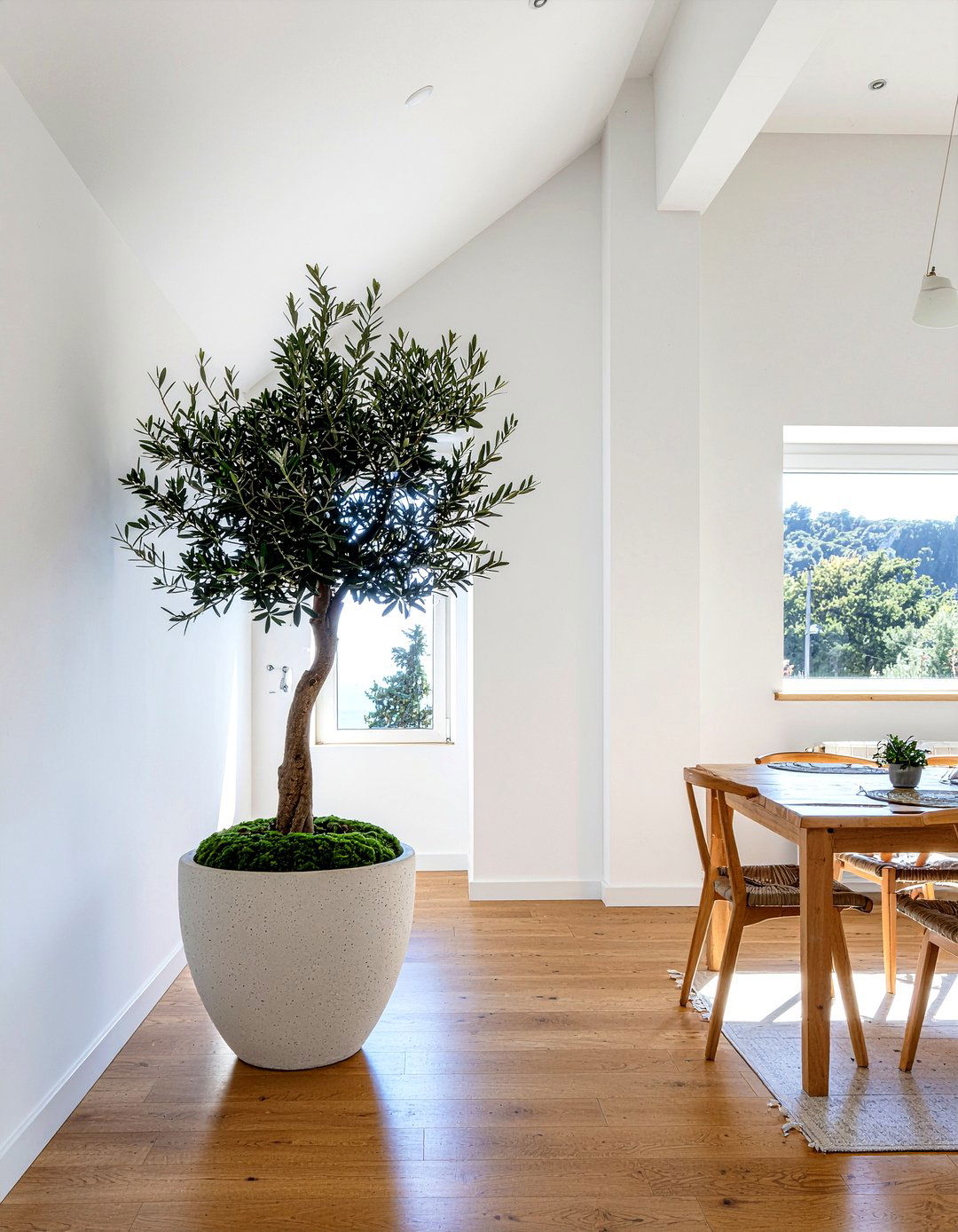 Large Potted Olive Tree Corner - 30 dining room olive tree ideas