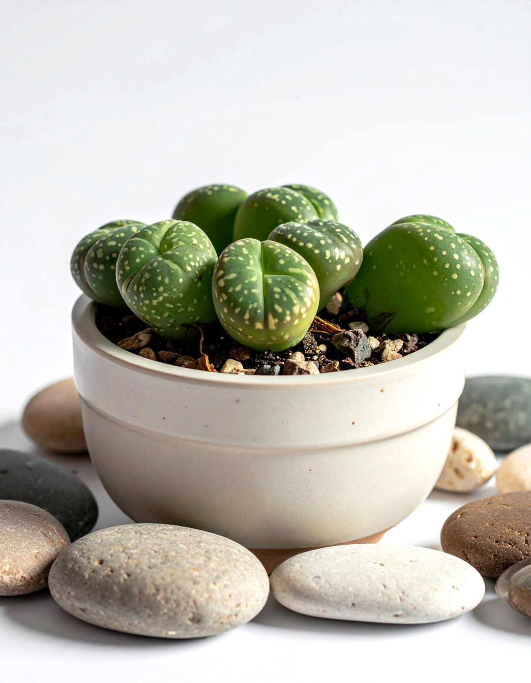 Lithops Plant - 30 small plant ideas