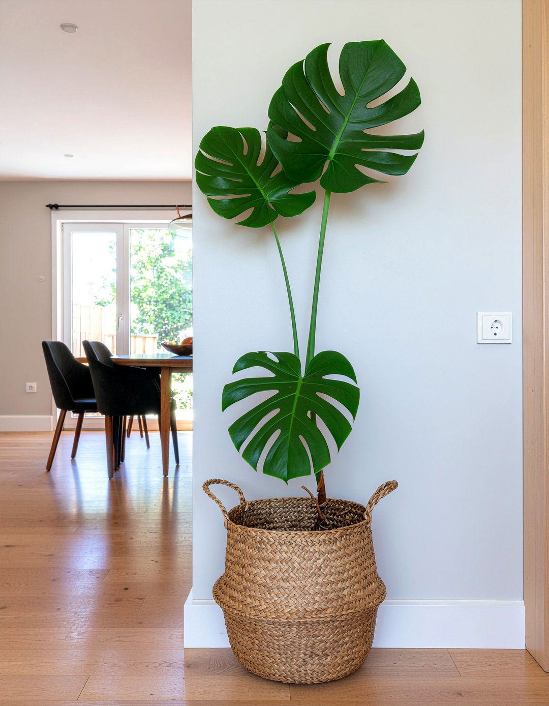 Living Room Monstera Partition Wall - 30 living room monstera ideas