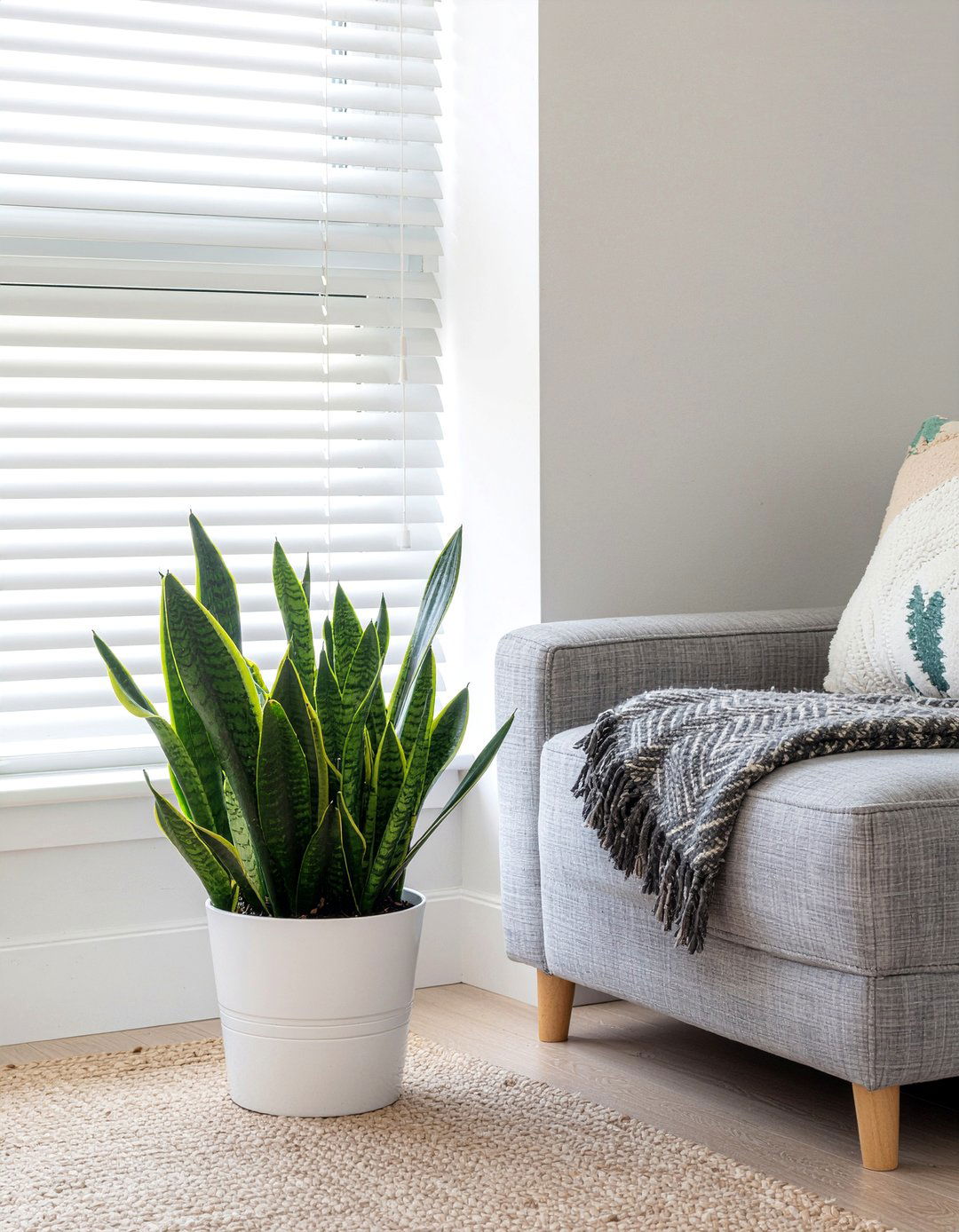 Low Maintenance Houseplant - 30 dust-free living room ideas
