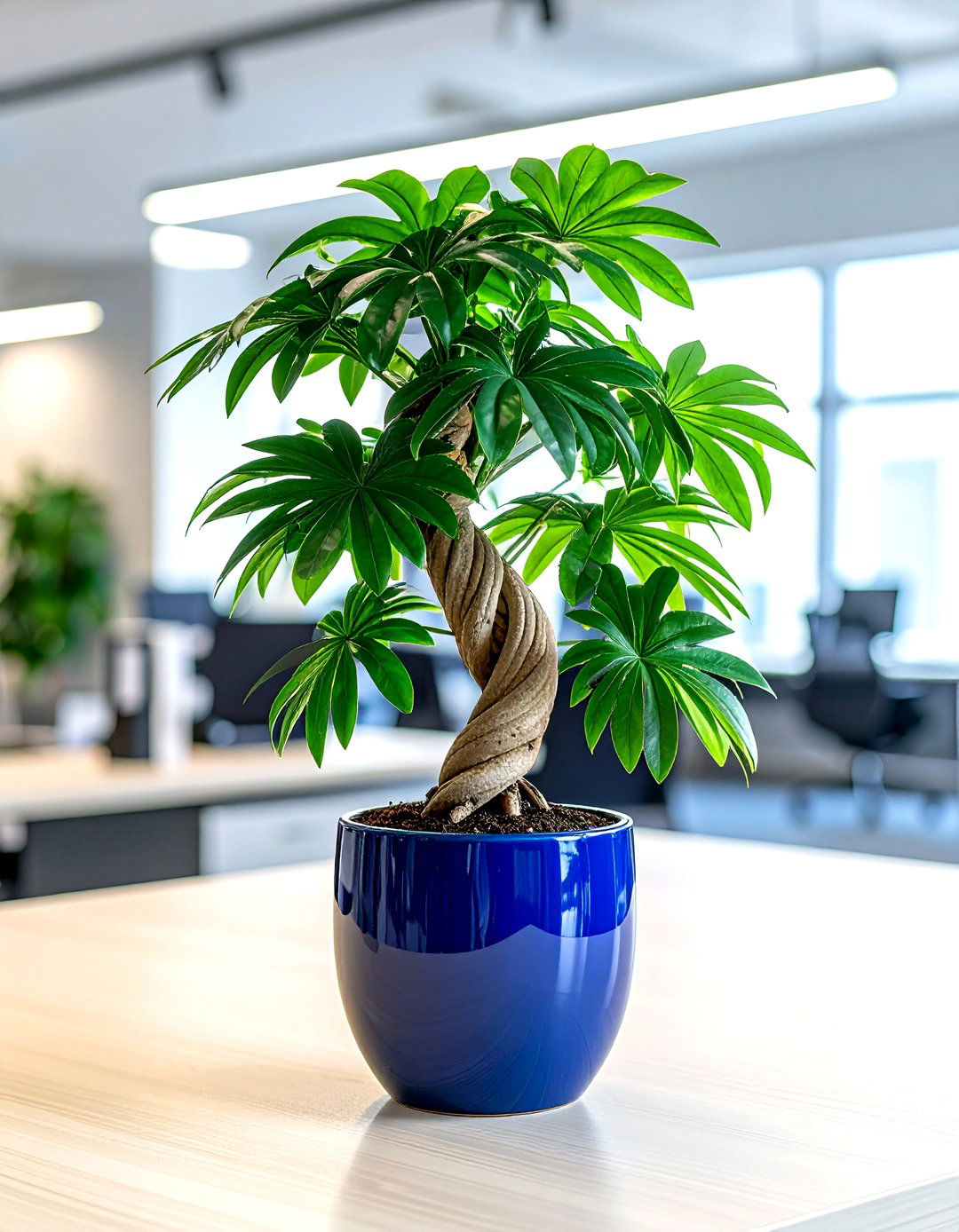 Lucky Money Tree - 30 office plant ideas
