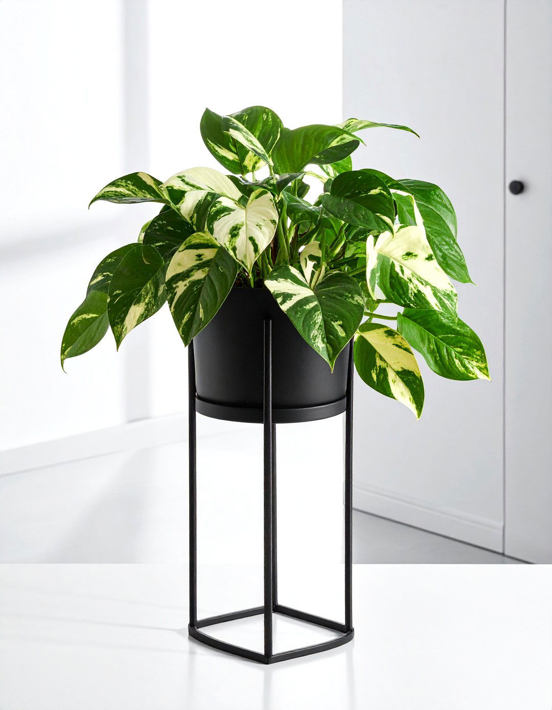 Marble Queen Pothos - 30 trailing plant ideas