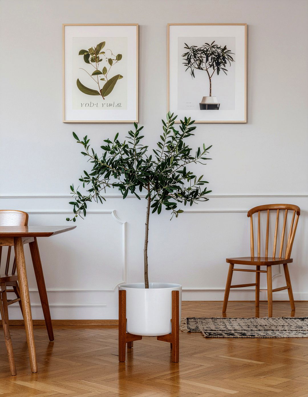 Mid Century Modern Olive Tree - 30 dining room olive tree ideas