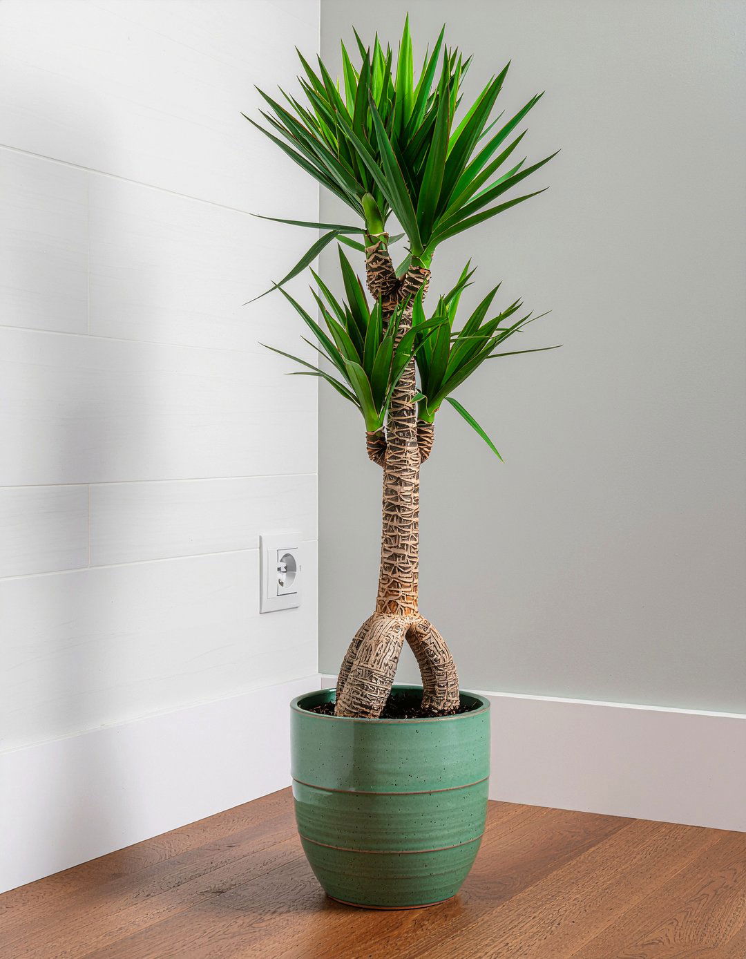 Money Tree Bathroom Luck - 30 bathroom plant ideas