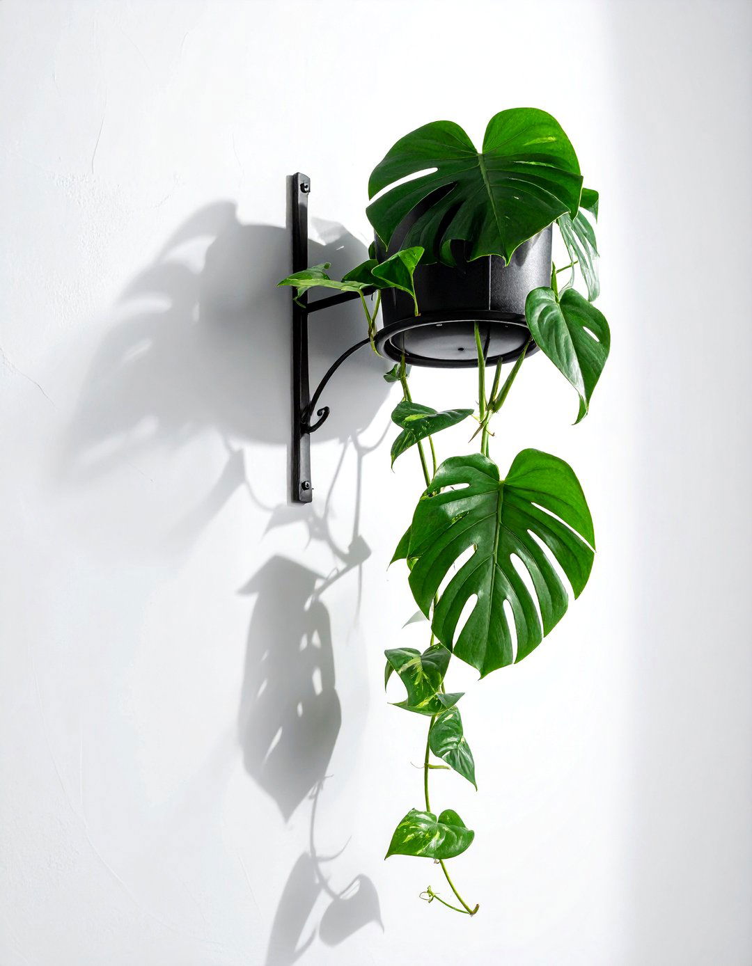 Monstera Adansonii Wall Mount - 30 hanging plant ideas