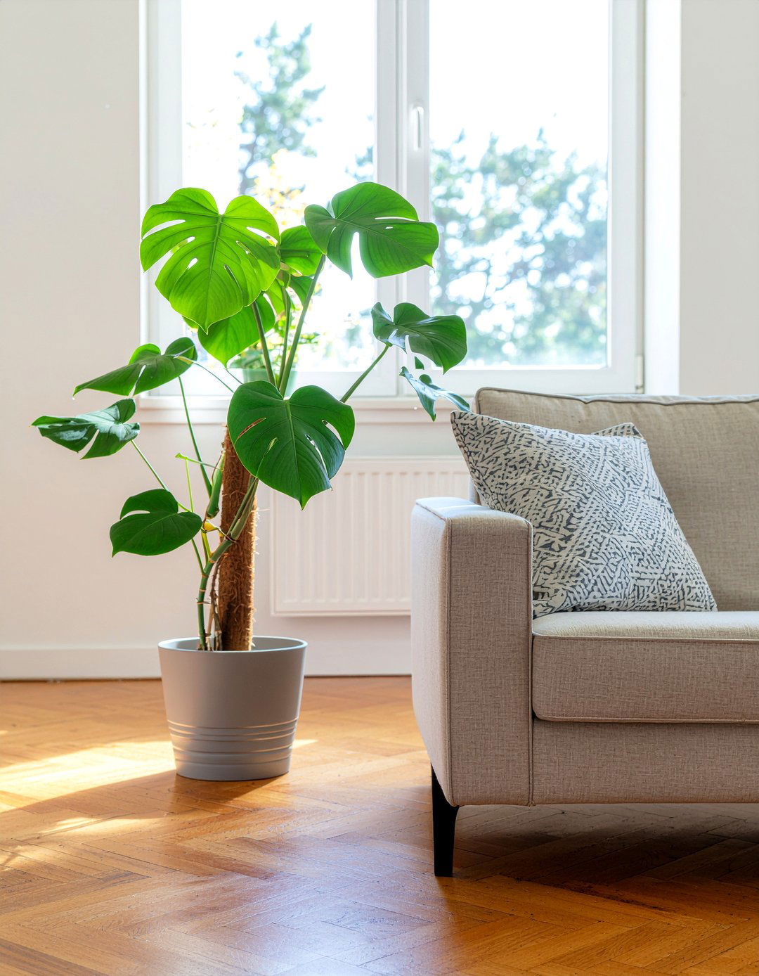 Monstera Deliciosa - 30 living room plants