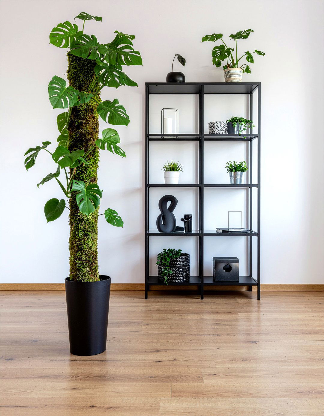 Monstera adansonii - 30 living room low light plants