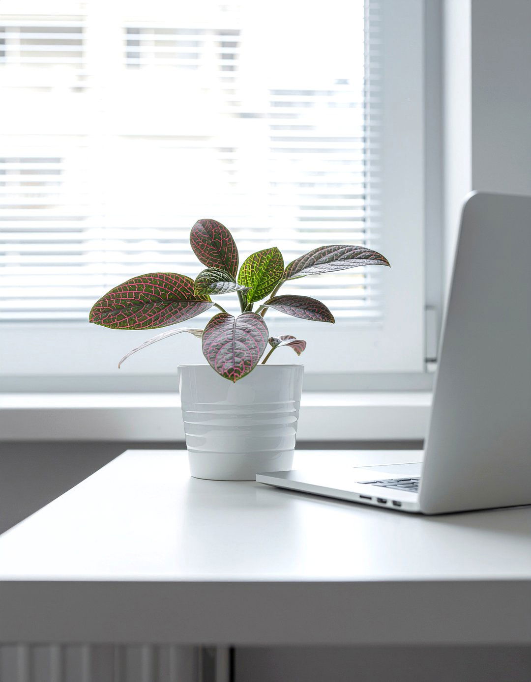 Nerve plant - 30 living room low light plants