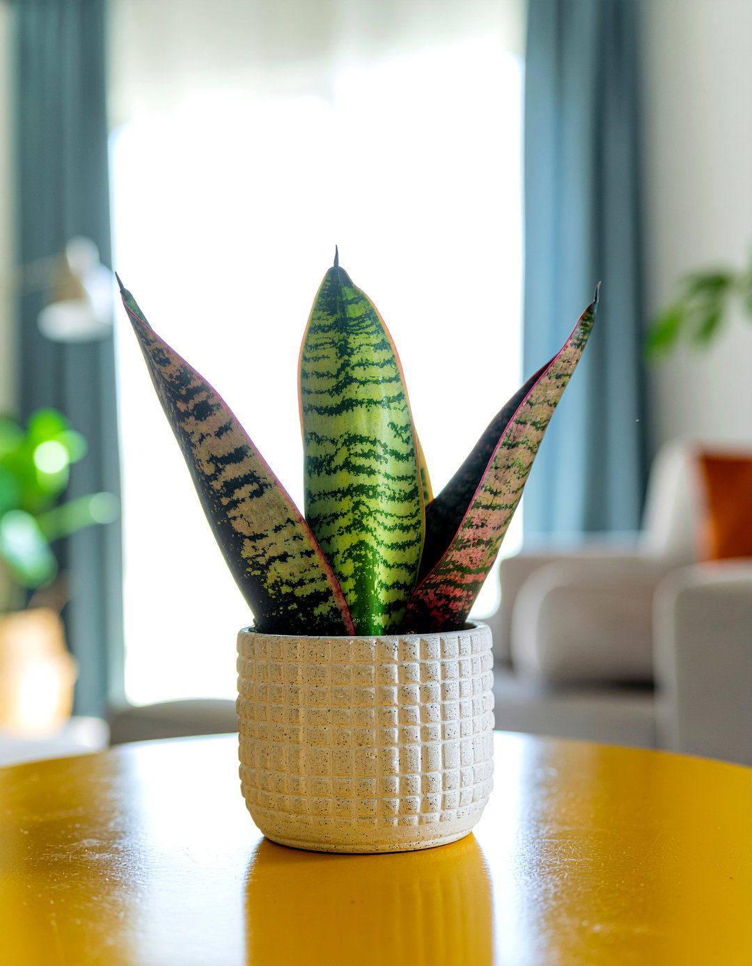 Ogre Ears - 30 living room succulents