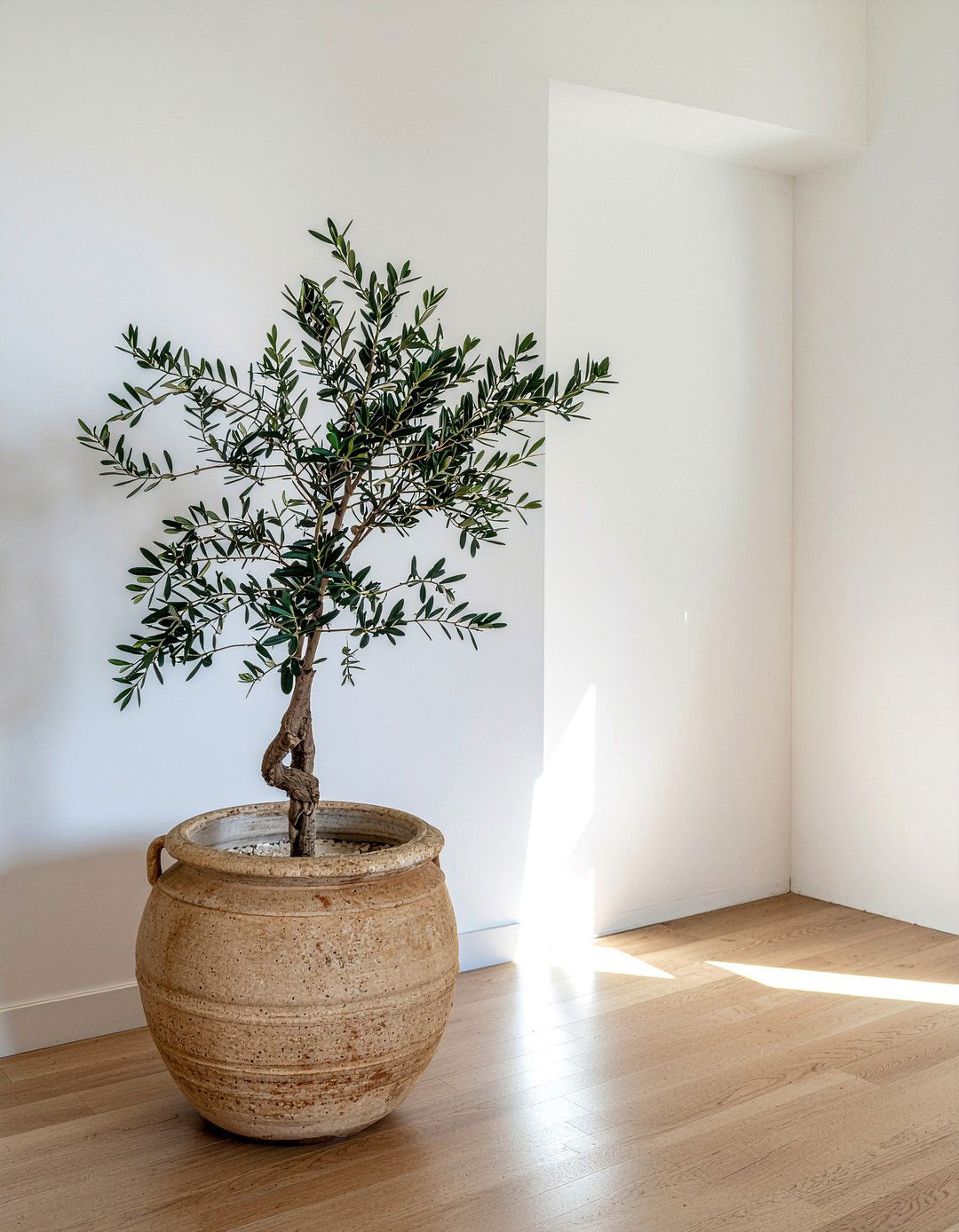 Olive Tree Indoor Plant - 30 Tuscan living room ideas