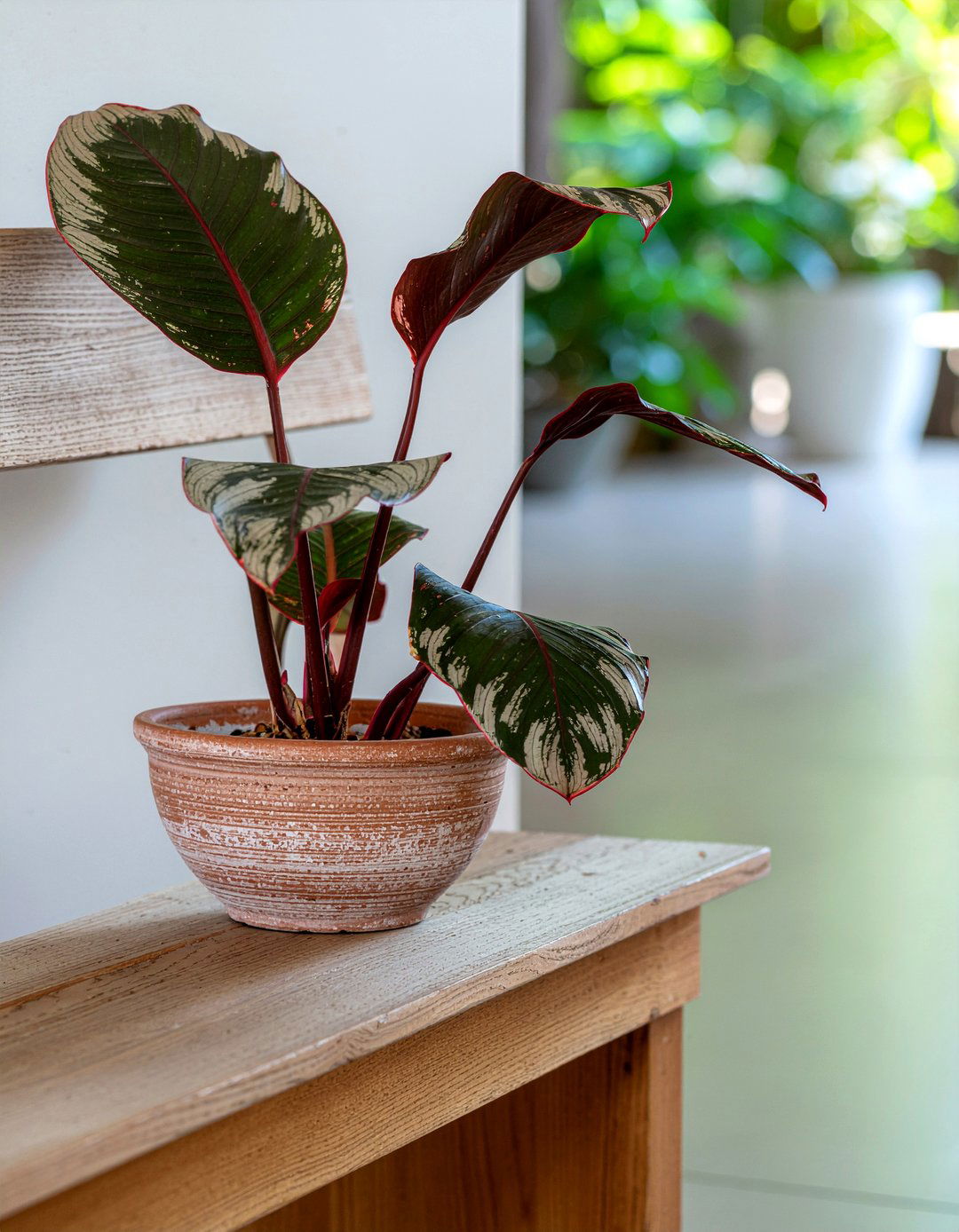 Paddle Plant - 30 living room succulents