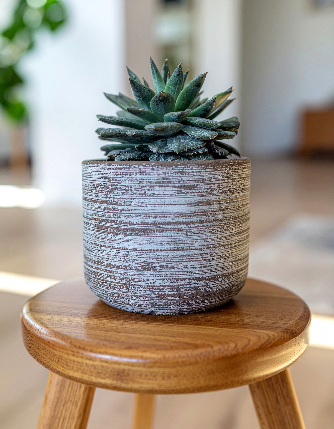 Panda Plant - 30 living room succulents