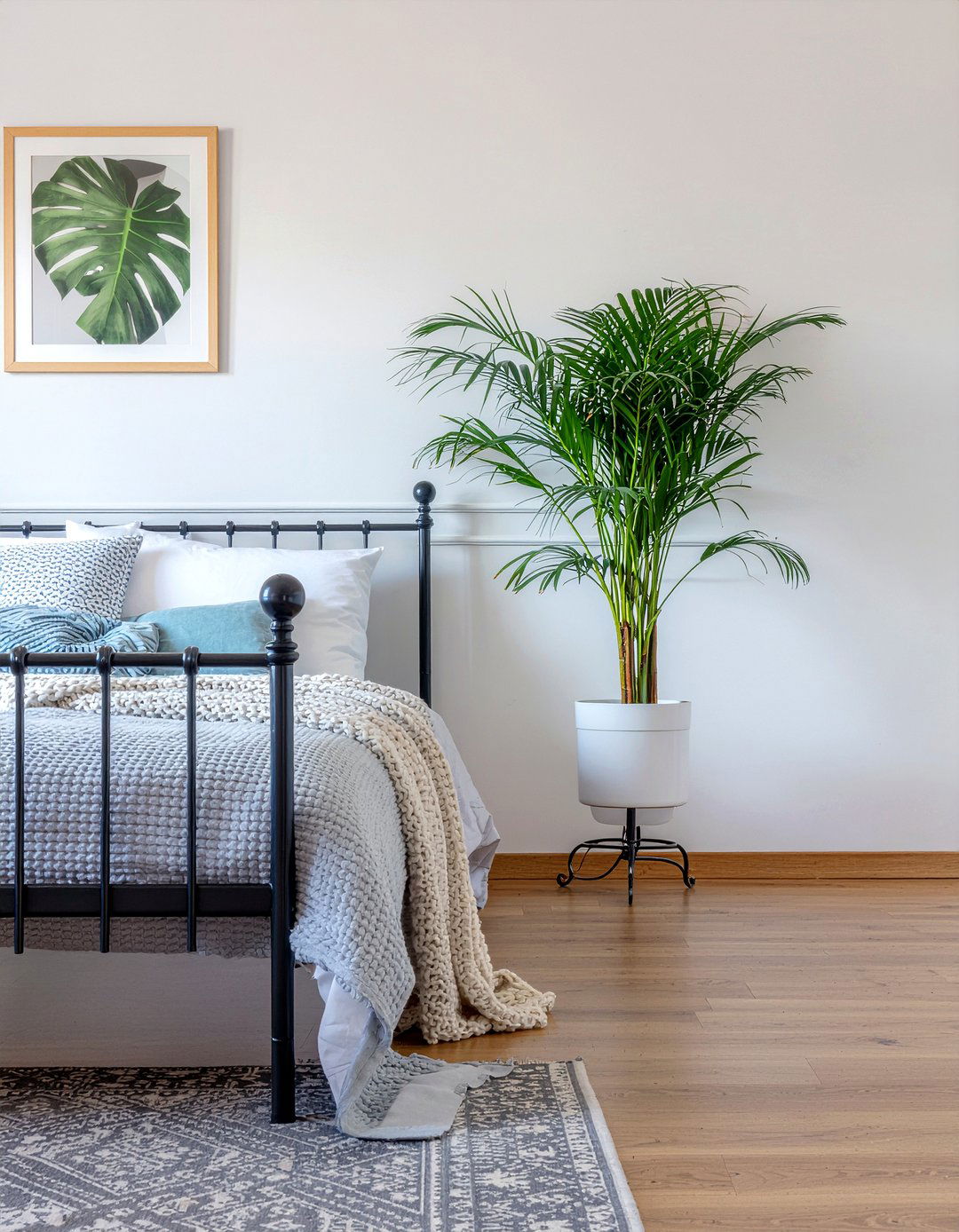 Parlor Palm - 30 bedroom indoor plants