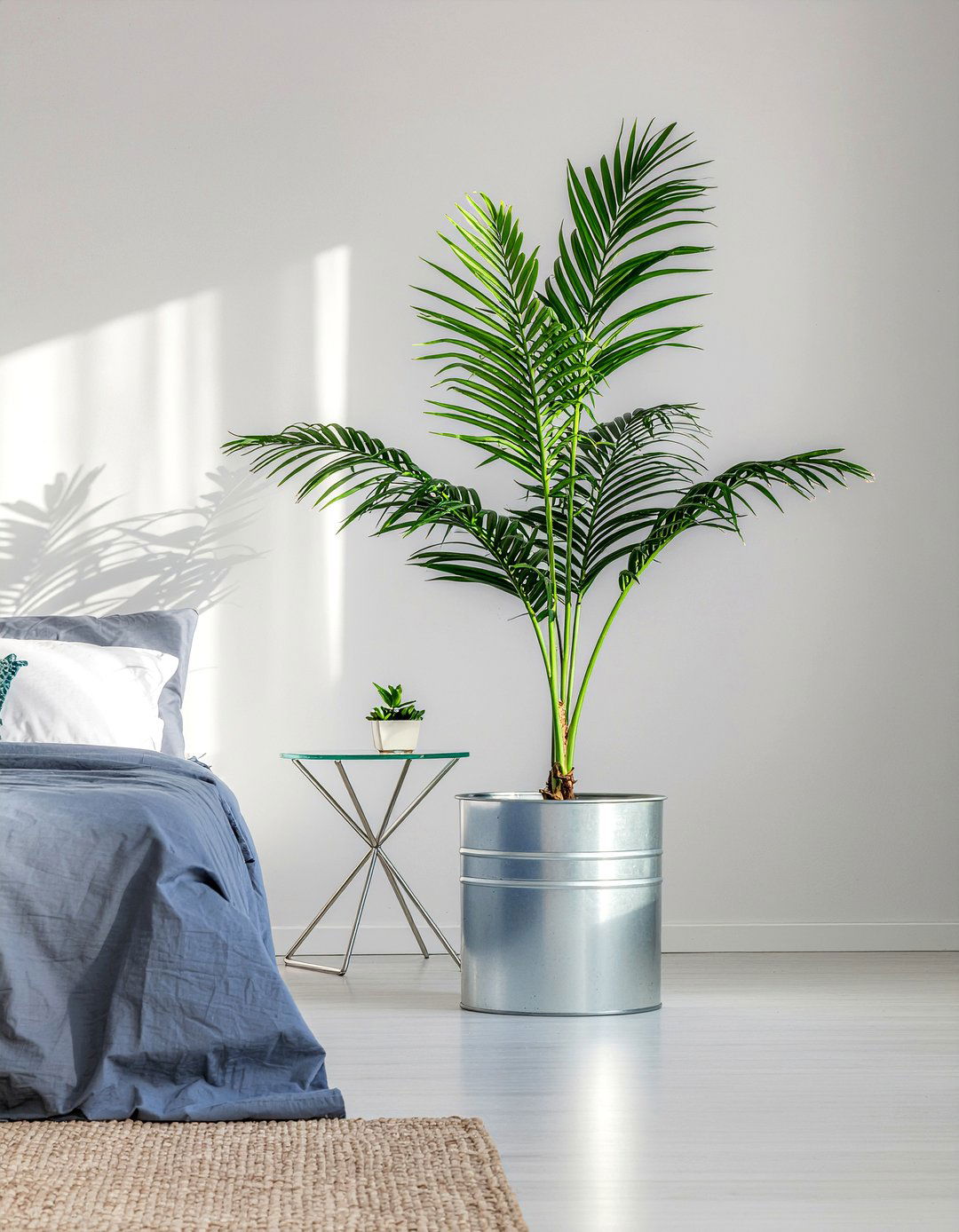 Parlor palm - 30 bedroom low light plants