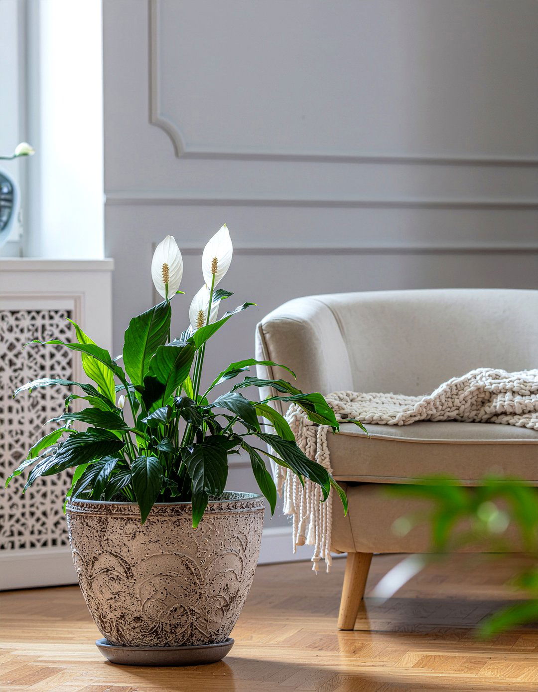 Peace lily - 30 living room low light plants