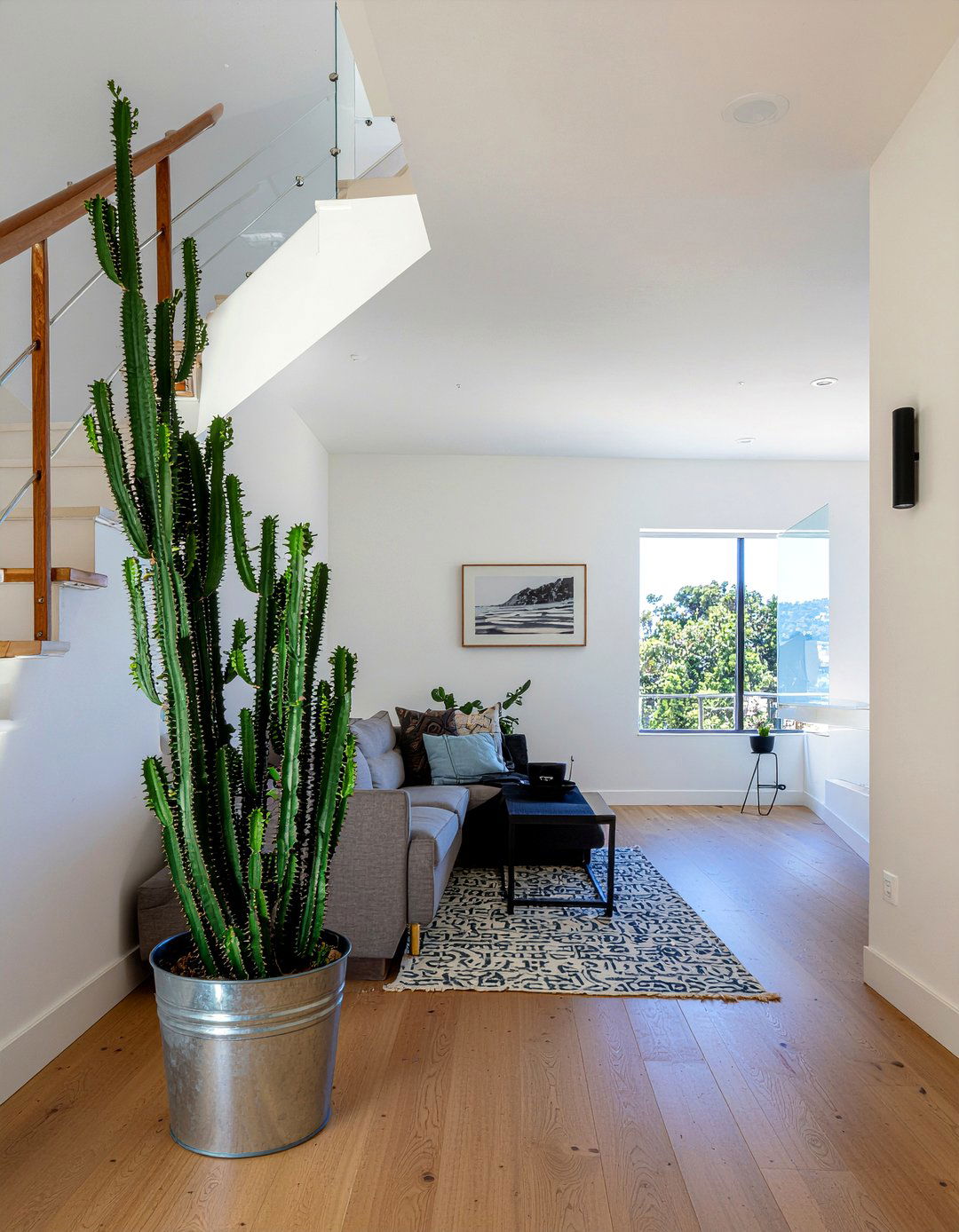 Pencil Cactus - 30 living room succulents
