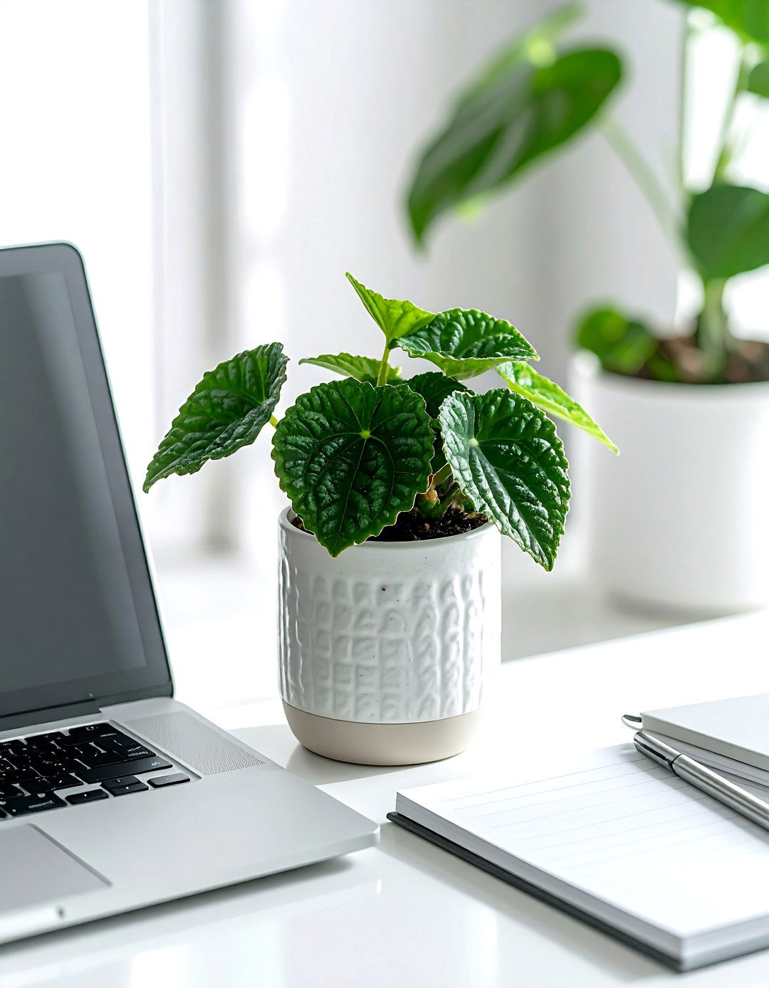 Peperomia - 30 low light plant ideas