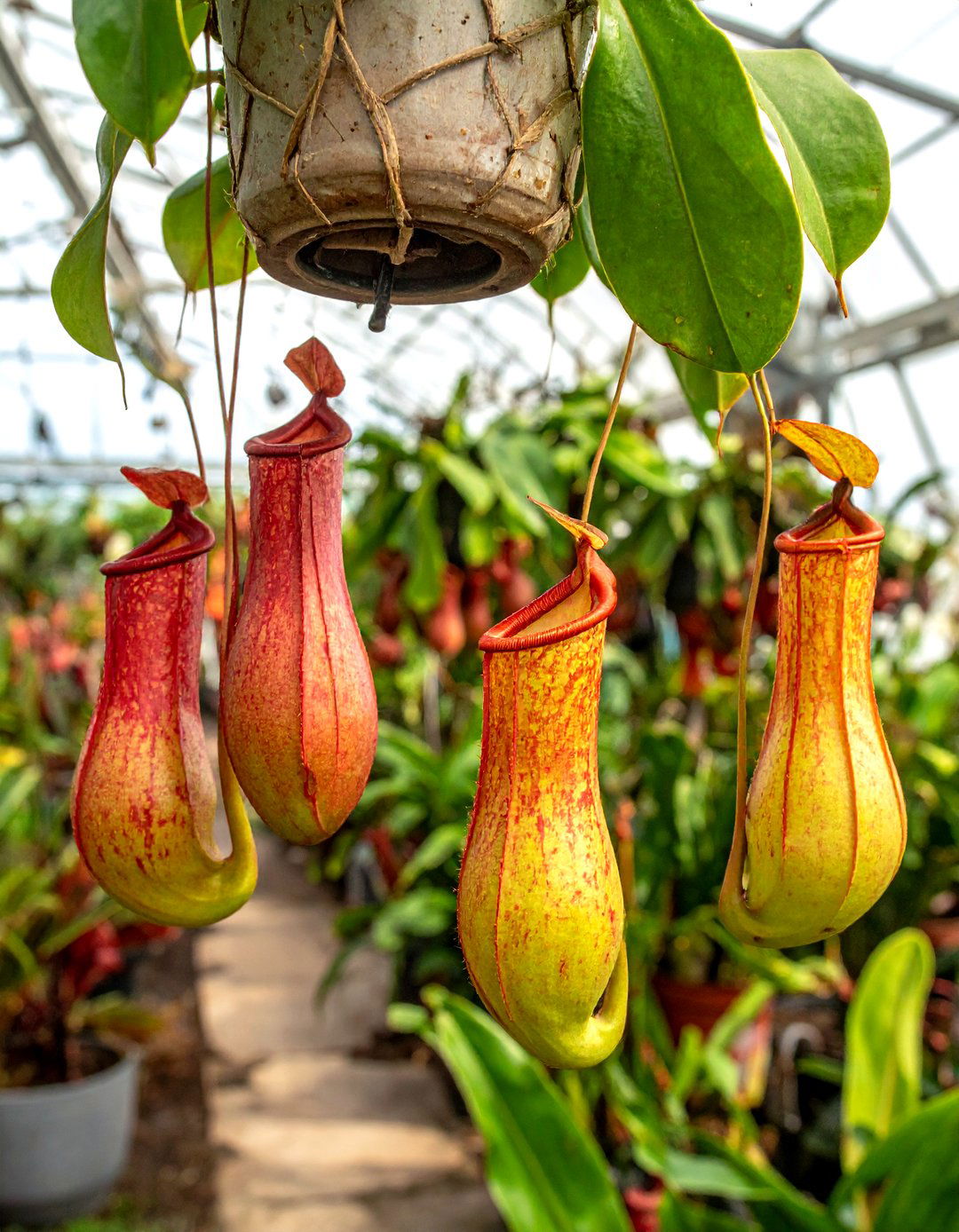 Pitcher Plant - 30 trailing plant ideas