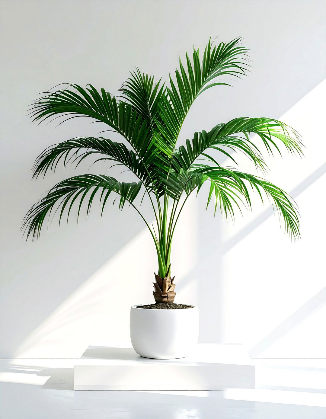 30 Stunning Palm Plant Ideas to Bring Tropical Vibes Indoors
