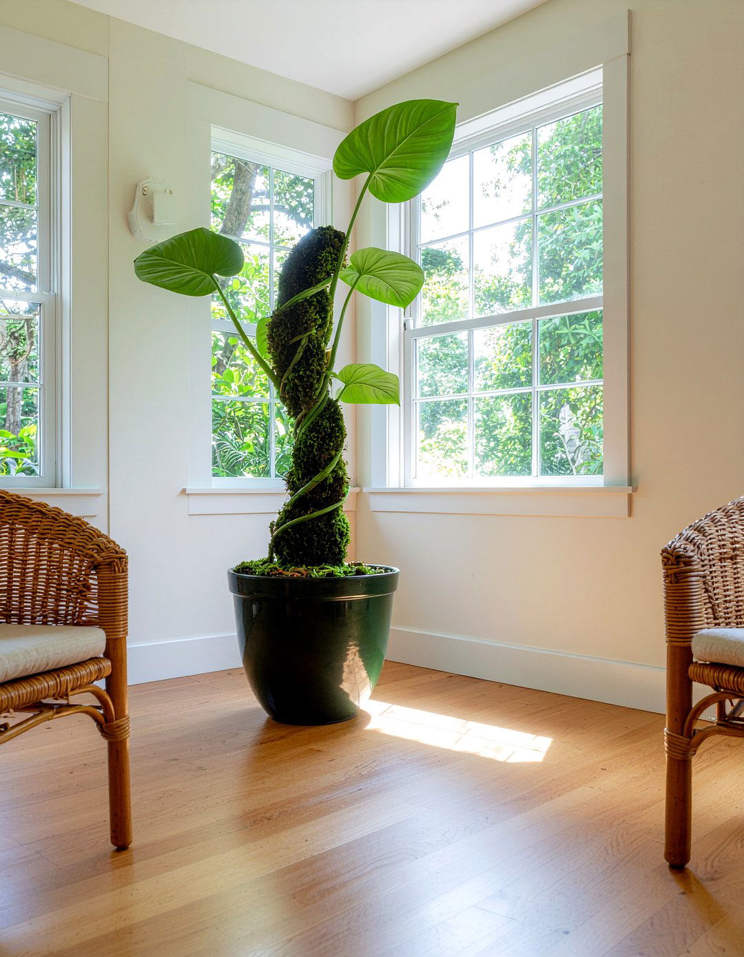 Pothos Climbing Moss Pole - 30 living room pothos ideas