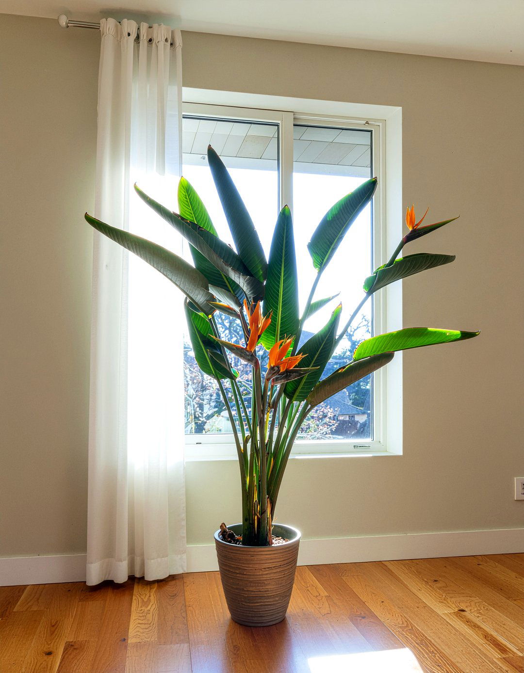 Potted Bird Of Paradise - 30 tropical bedroom ideas