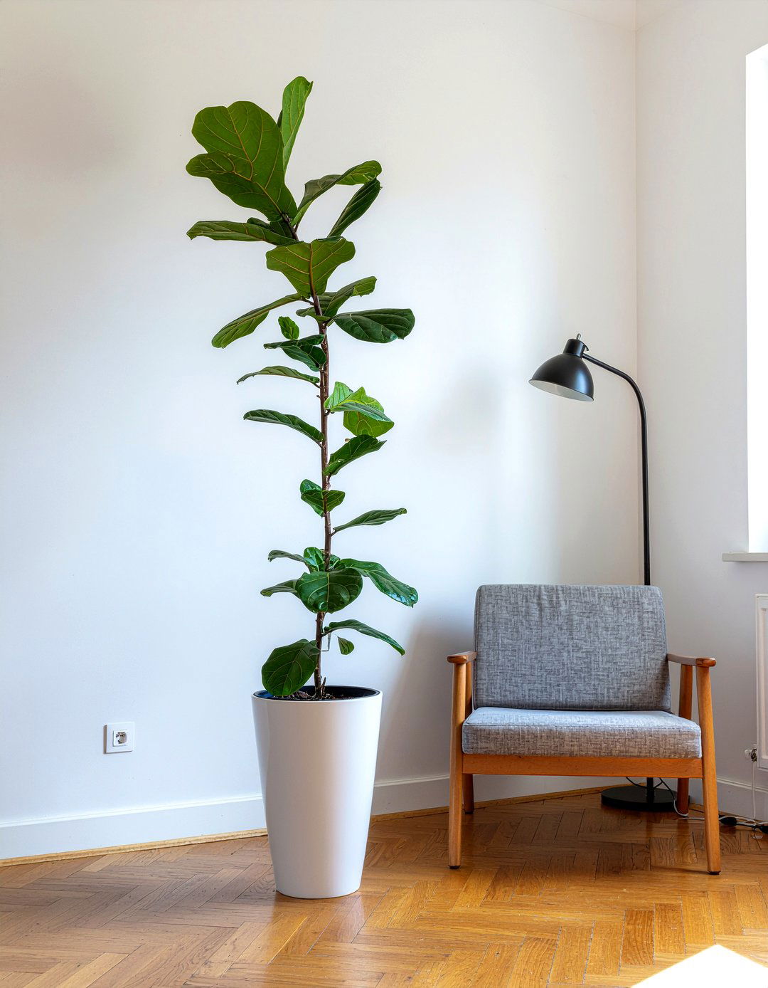 Potted Indoor Tree - 30 no damage living room ideas