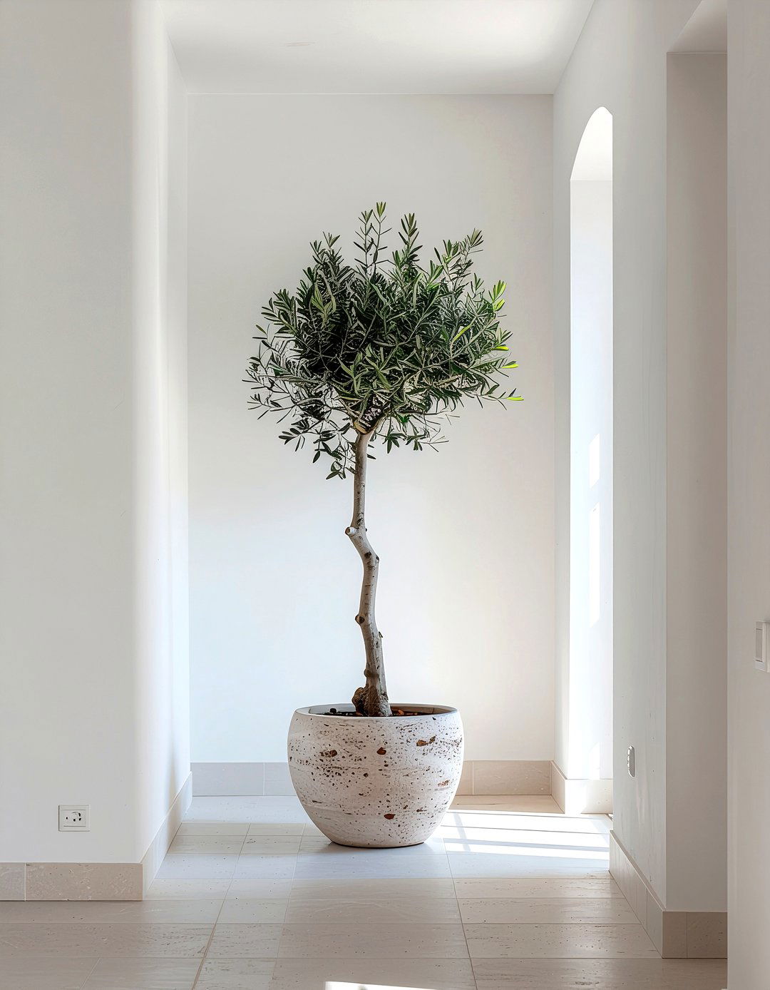 Potted Olive Tree - 30 effortless decor ideas