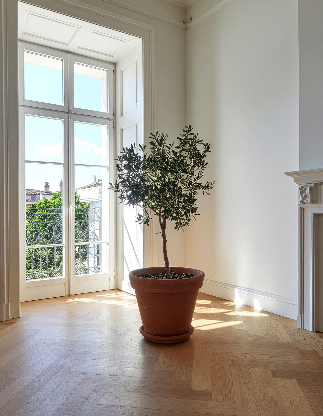 Potted Olive Tree - 30 light academia living room ideas