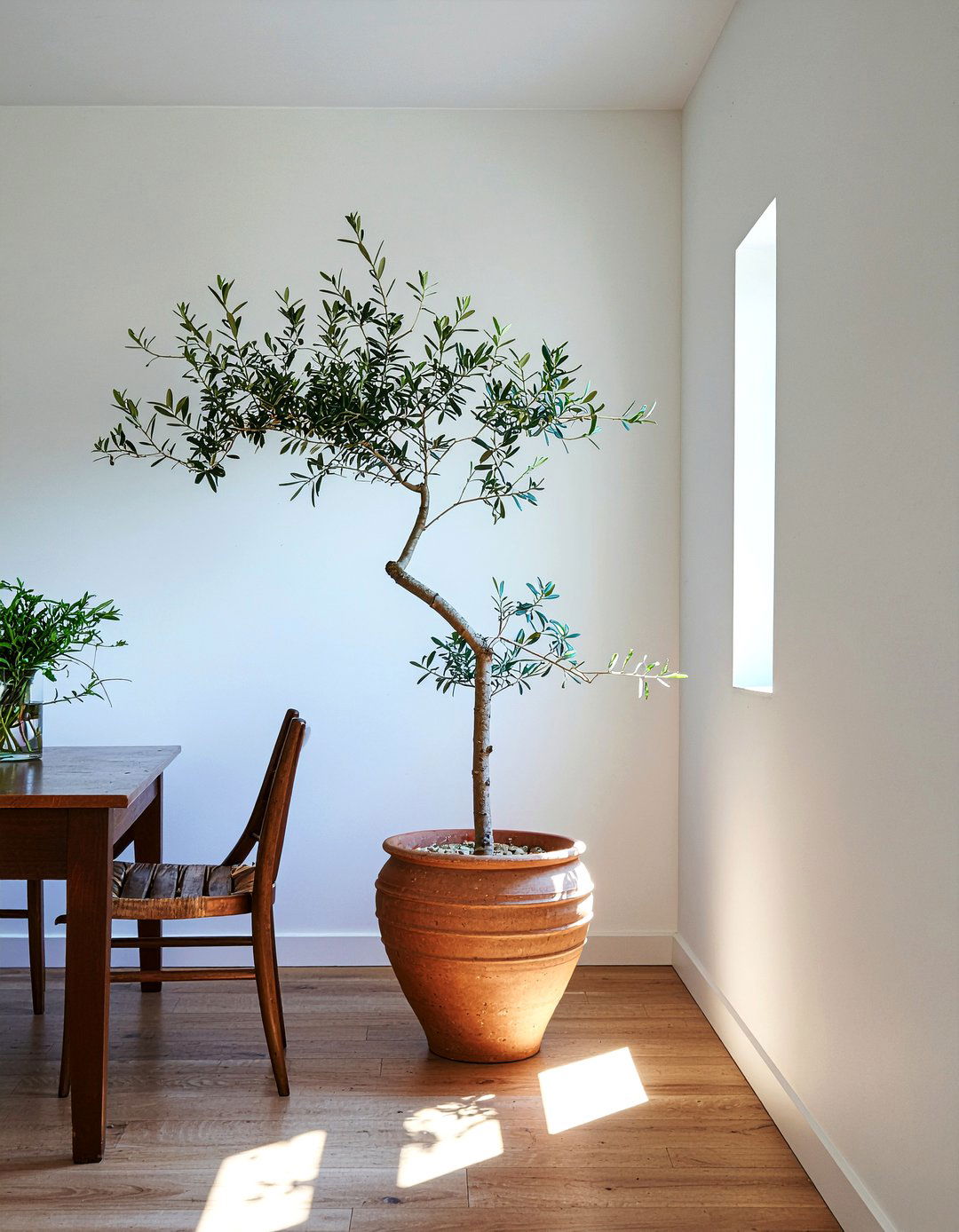 Potted Olive Tree Plant - 30 rustic chic dining room ideas