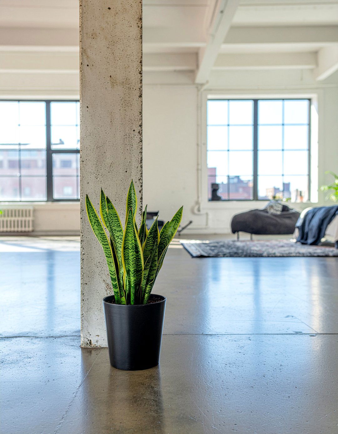 Potted Snake Plant - 30 warehouse bedroom ideas