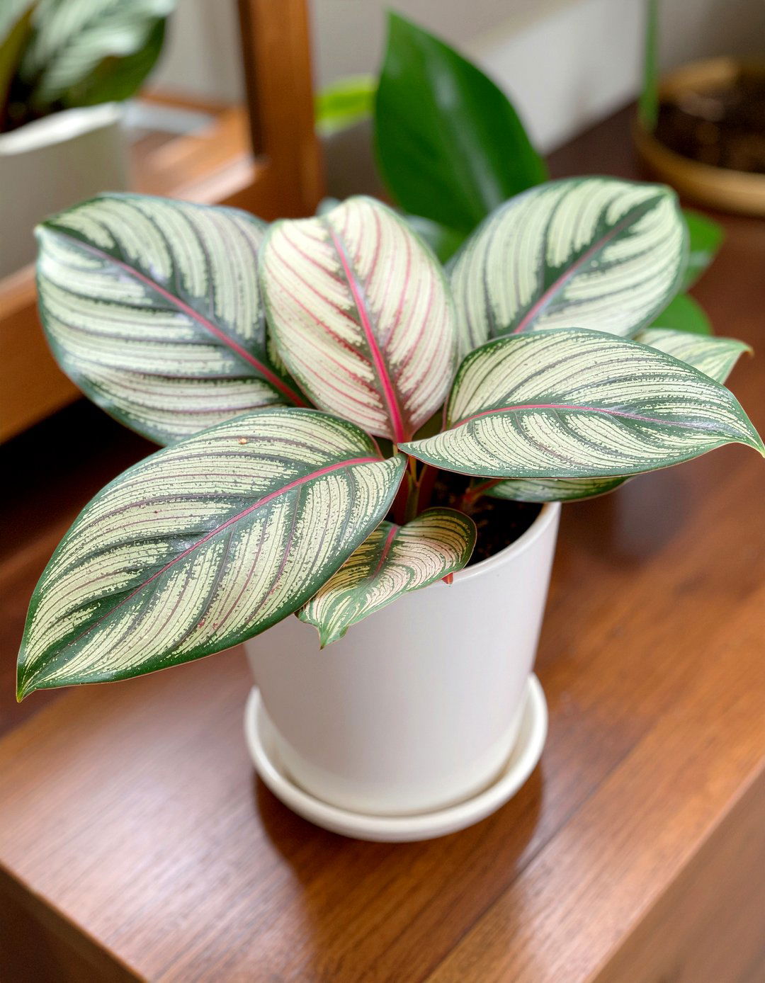 Prayer Plant Bathroom Shelf - 30 bathroom plant ideas