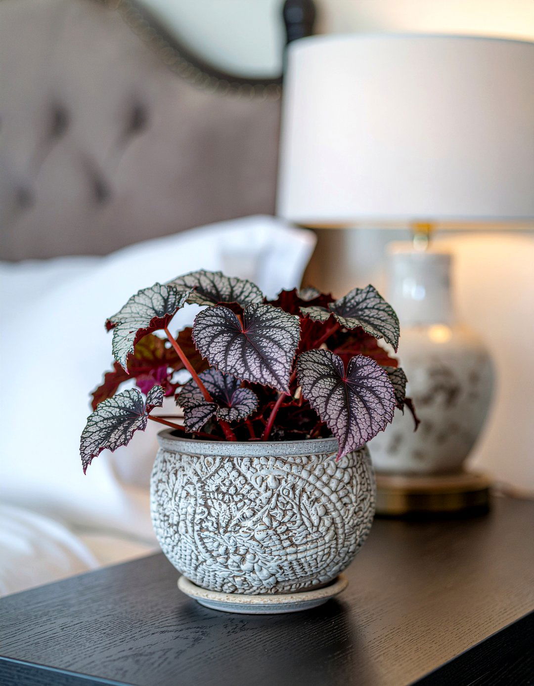 Rex begonia - 30 bedroom low light plants