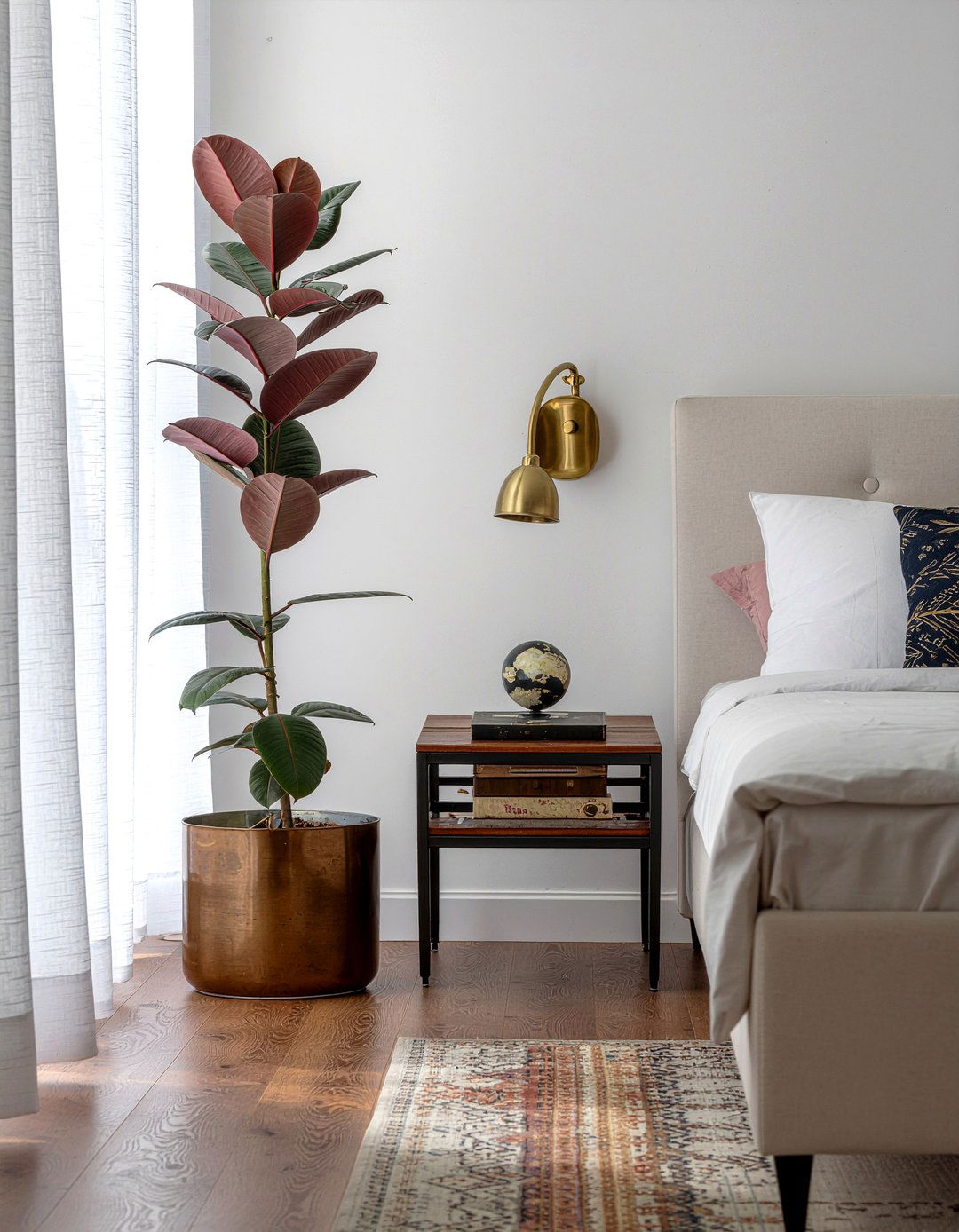 Rubber Plant - 30 bedroom air purifying plants