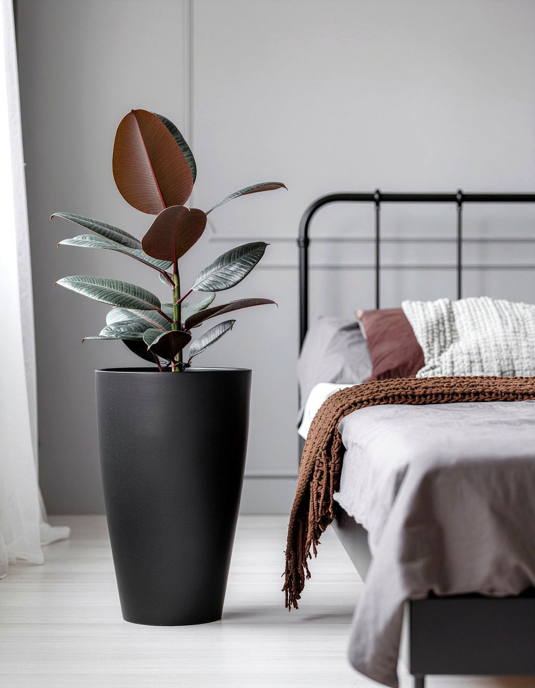 Rubber plant - 30 bedroom low light plants