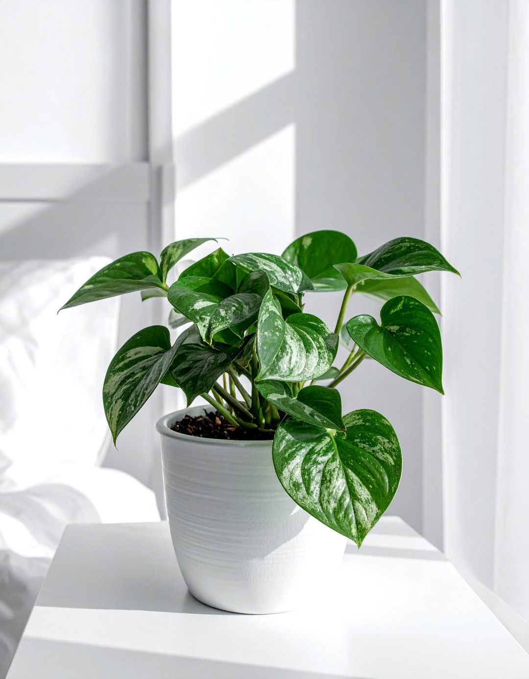 Satin Pothos - 30 trailing plant ideas