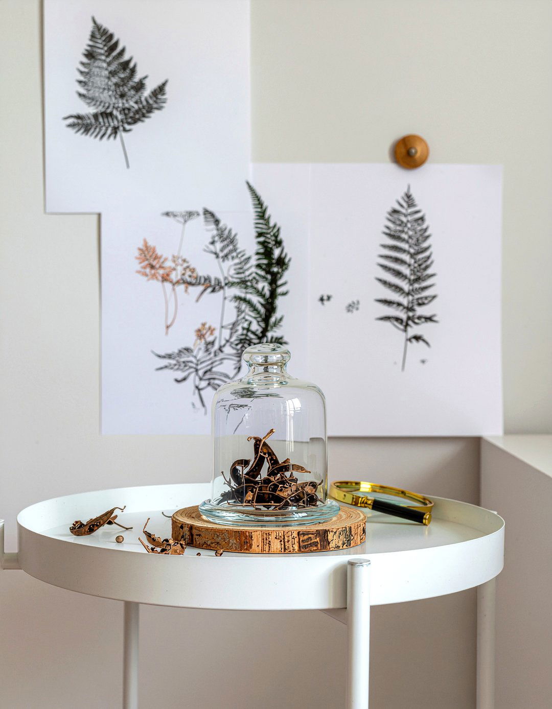 Scabiosa Pods Natural Look - 30 living room dried flowers