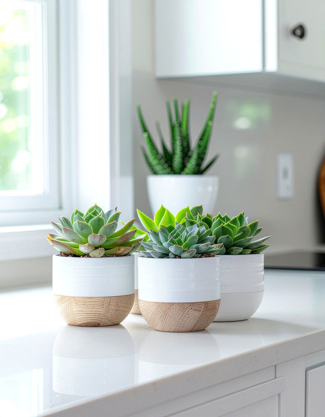 Scandi style kitchen succulents - 30 kitchen succulent ideas