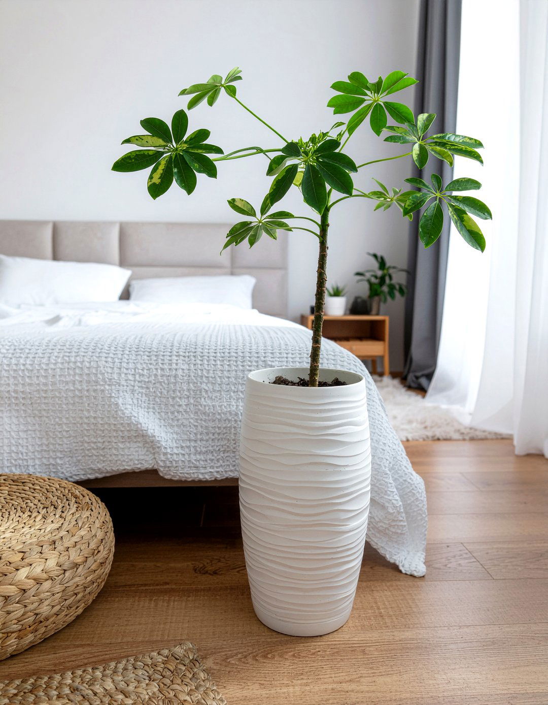 Schefflera - 30 bedroom air purifying plants