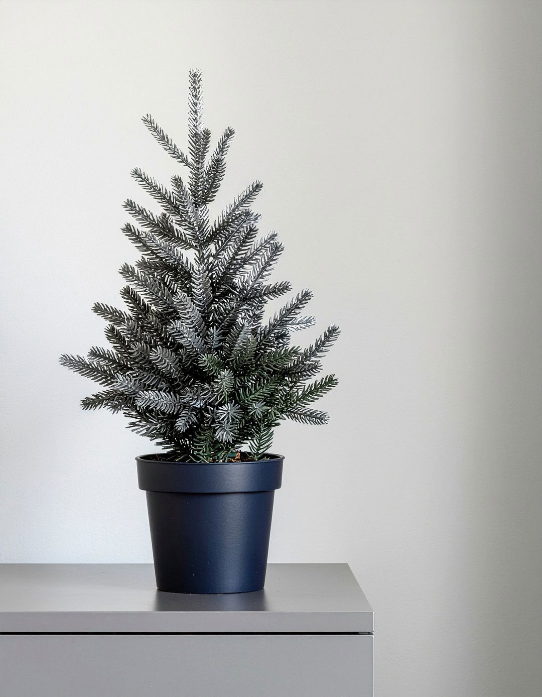 Silver evergreen - 30 bedroom low light plants