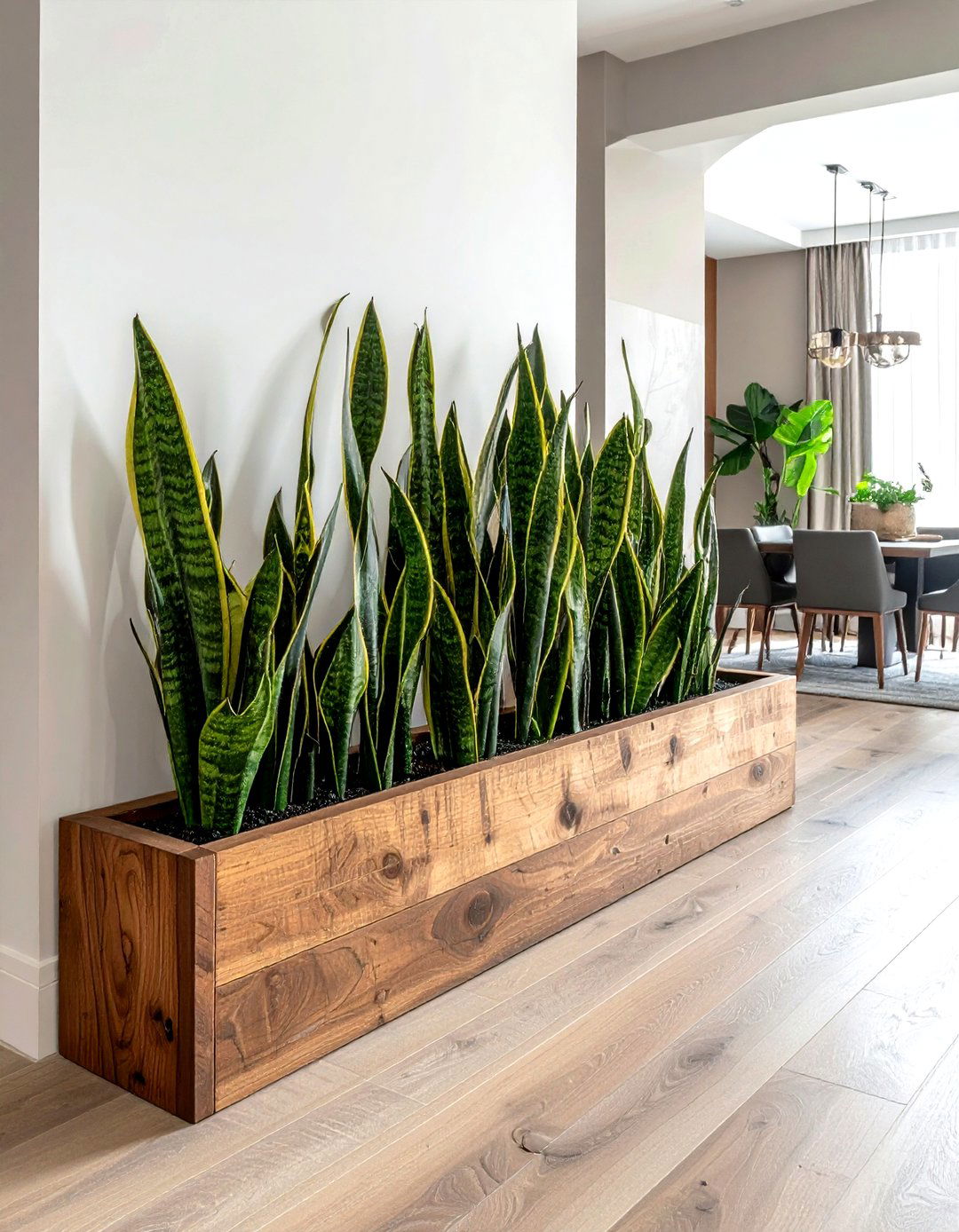 Snake Plant Room Divider - 30 living room snake plant ideas