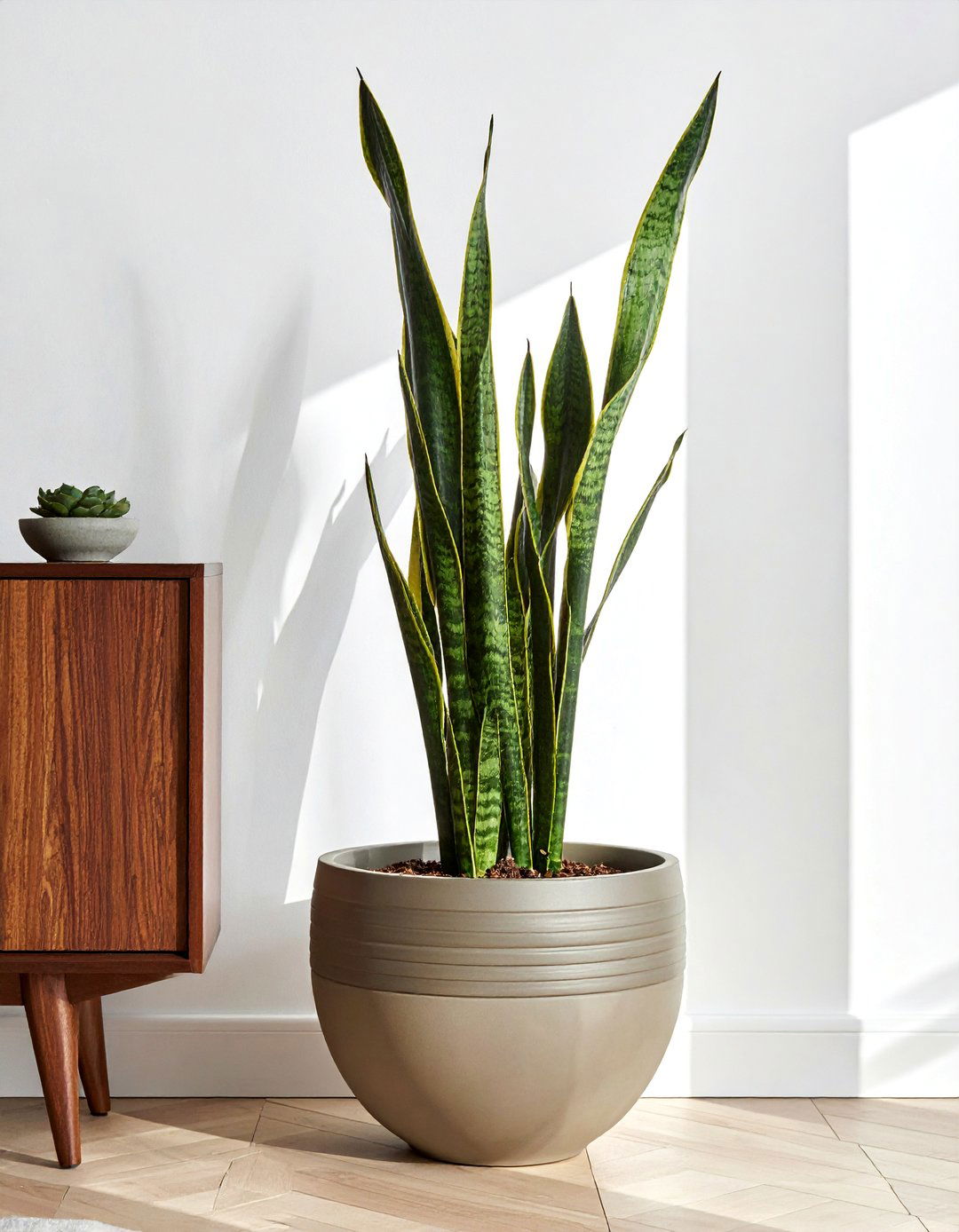 Snake Plant in Mid Century Modern Planter - 30 dining room indoor plant ideas